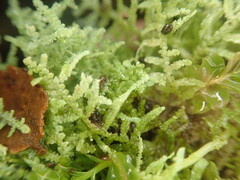 Lepidolaena clavigera