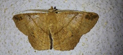 Petelia medardaria