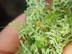 Lepidolaena clavigera