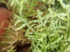 Lepidolaena clavigera