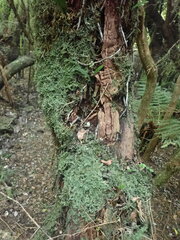 Lepidolaena clavigera