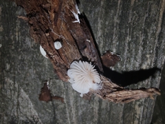 Crepidotus stipitatus