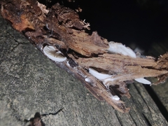 Crepidotus stipitatus