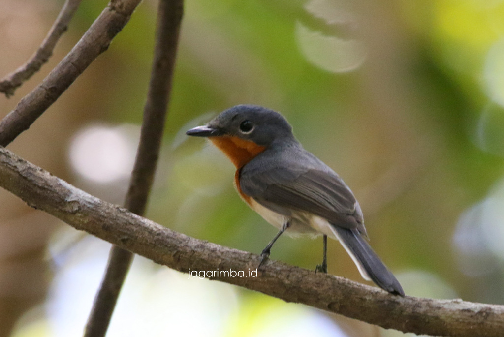 Broad-Billed Flycatcher