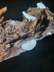 Crepidotus stipitatus