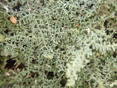 Lepidolaena clavigera