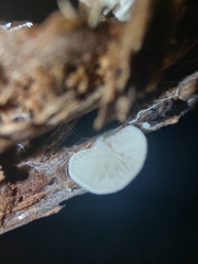 Crepidotus stipitatus
