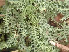 Lepidolaena clavigera