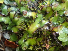 Marchantia pileata