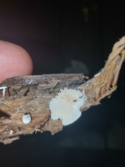 Crepidotus stipitatus