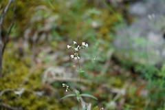 Galium paniculatum