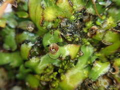 Marchantia pileata
