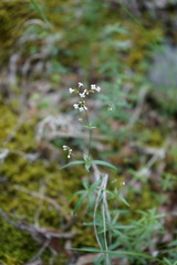 Galium paniculatum