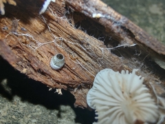 Crepidotus stipitatus