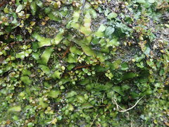 Marchantia pileata