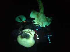 Crepidotus stipitatus