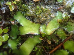 Marchantia pileata