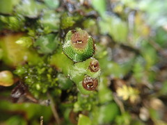 Marchantia pileata