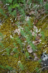 Galium paniculatum