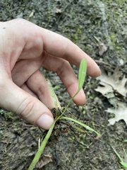 Sagittaria graminea graminea