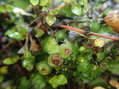 Marchantia pileata