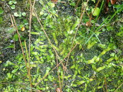 Marchantia pileata