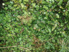 Marchantia pileata