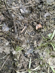 Sagittaria graminea graminea