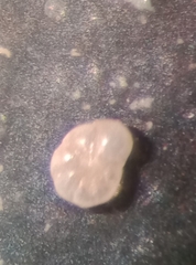 Pseudoeponides anderseni