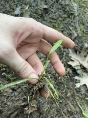 Sagittaria graminea graminea