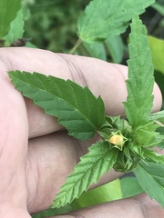 Turnera angustifolia