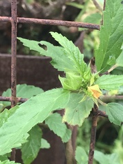 Turnera angustifolia