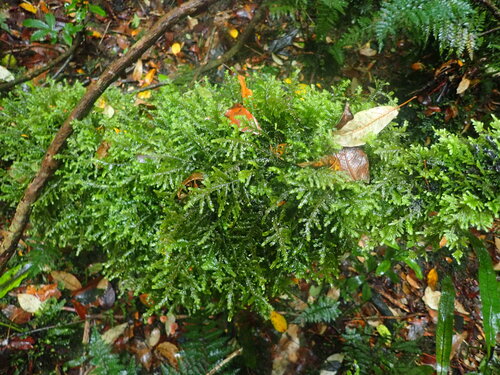 Plagiochila stephensoniana