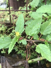 Turnera angustifolia