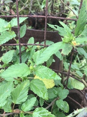 Turnera angustifolia