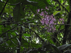 Epidendrum porphyreum