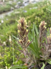 Castilleja cryptantha