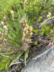 Castilleja cryptantha