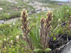 Castilleja cryptantha
