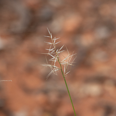 Aristida caput-medusae