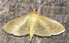 Patania silicalis