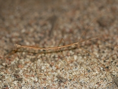 Pseudosermyle straminea