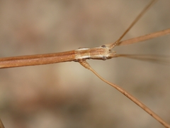 Pseudosermyle straminea