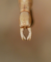 Pseudosermyle straminea