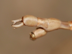 Pseudosermyle straminea