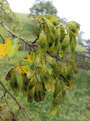 Dalbergia glomerata