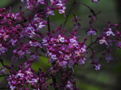 Epidendrum porphyreum