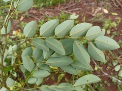 Dalbergia glomerata