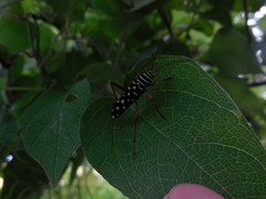 Placosternus guttatus