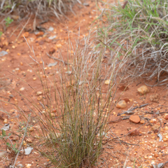 Aristida holathera